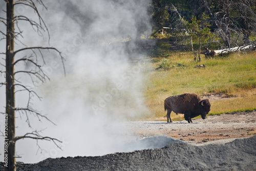 Bison resting by geothermal feature