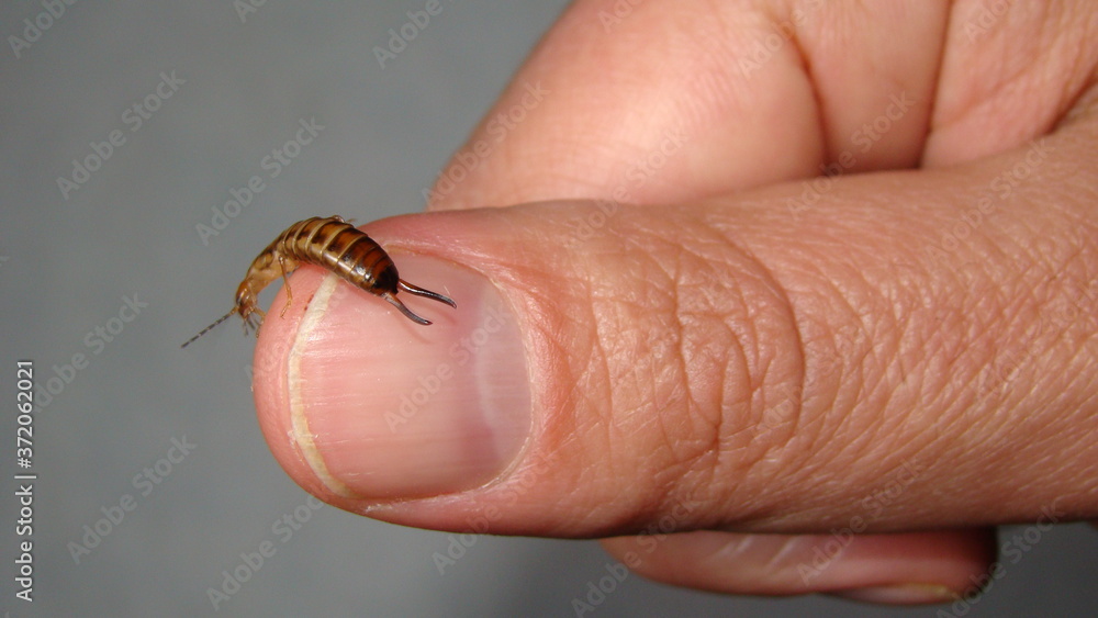 Naklejka premium Earwig on finger, hand on white background. Earwigs will use their pincers to defend themselves. close up of earwigs. closeup earwigs animals, animal, bugs, bug, insects, insect, wildlife, wild nature