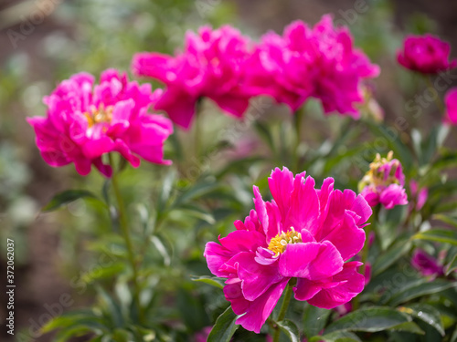 Purple peony blooms in the garden