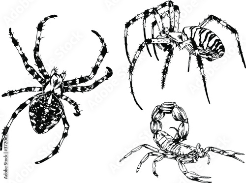 vector drawings sketches different insects bugs Scorpions spiders drawn in ink by hand , objects with no background