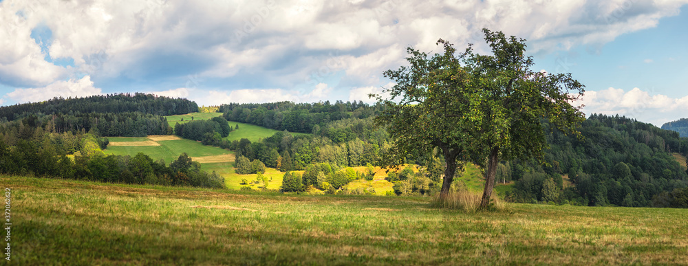 Obraz premium beautiful landscape with meadow, trees and hills