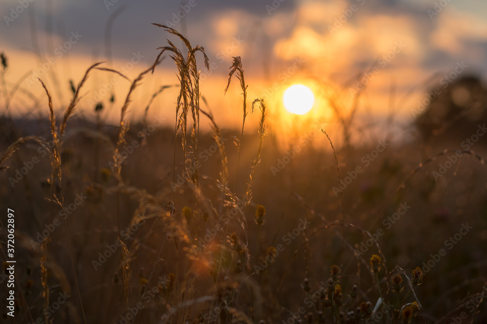 Obraz premium tall grass at sunset - summer evening in the countryside