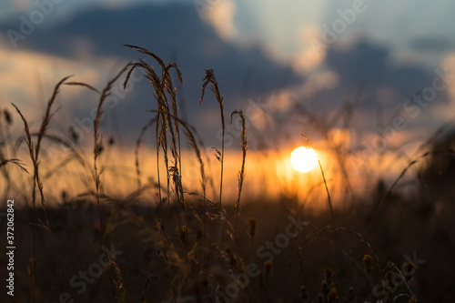 tall grass at sunset - summer evening in the countryside © Roman