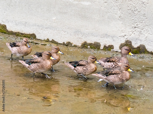 A family of yellow-billed teal walking through a channel 