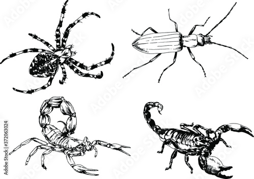 vector drawings sketches different insects bugs Scorpions spiders drawn in ink by hand , objects with no background