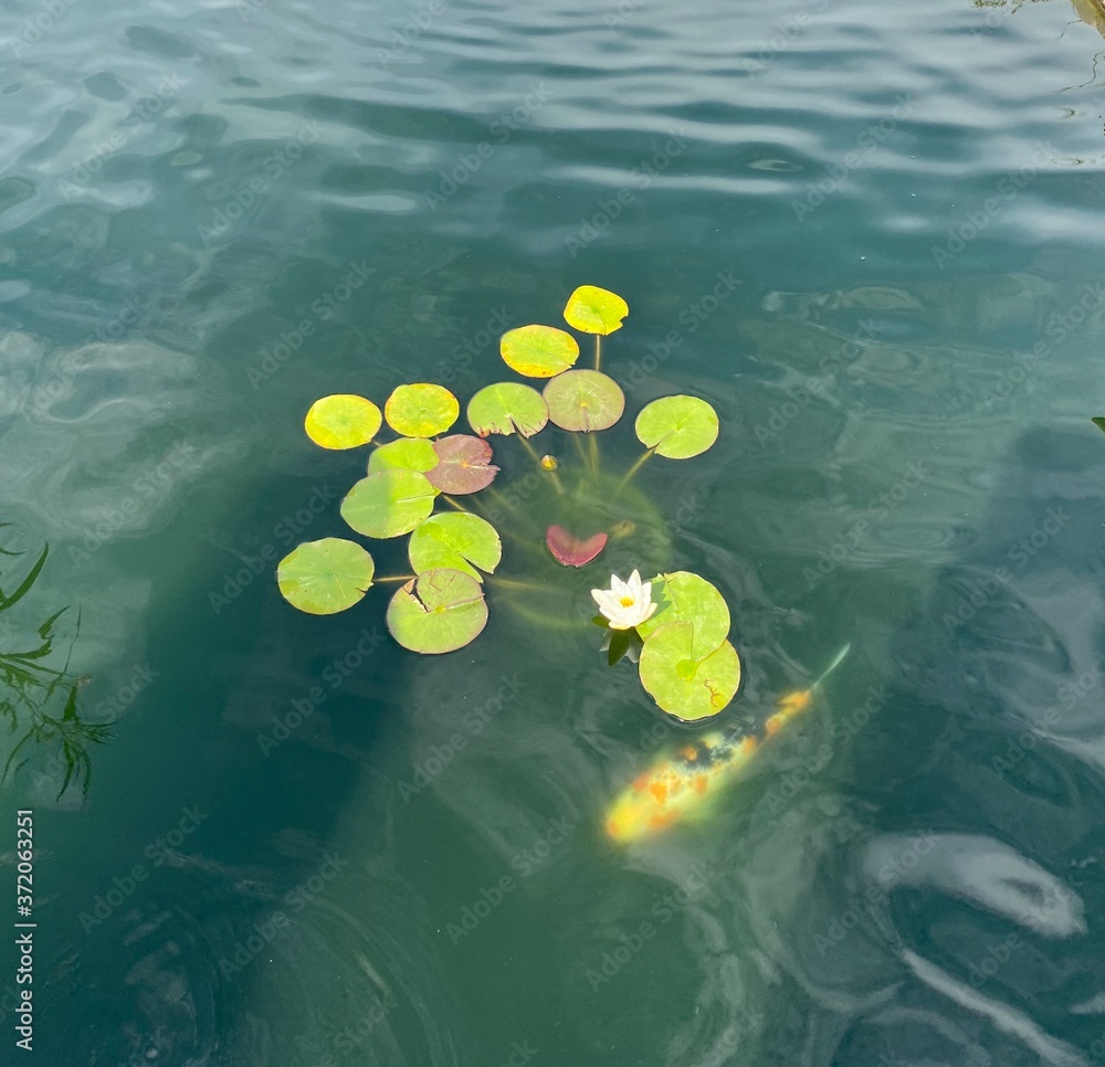 floating in water floating in water