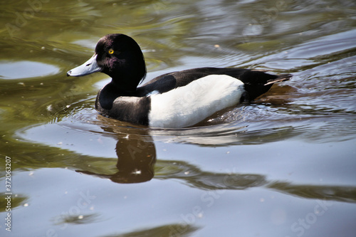 Tufted duck in the water