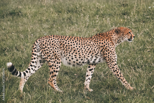 wild Animals - Safari - Big five - Afrika 