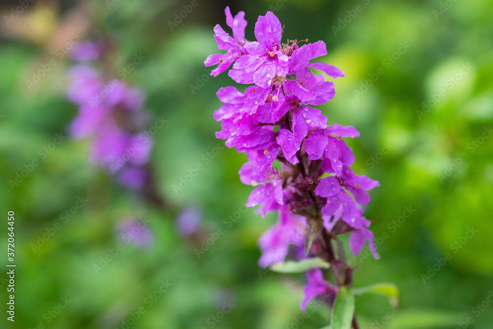 purple flowers in the garden