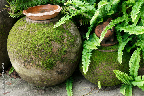 Stampa su tela Clay pot with Green moss and fern gardening