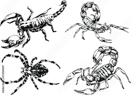 vector drawings sketches different insects bugs Scorpions spiders drawn in ink by hand , objects with no background