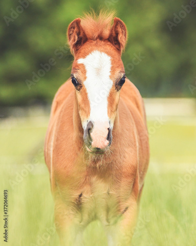 Chestnut welsh Cob foal from the front with a green background