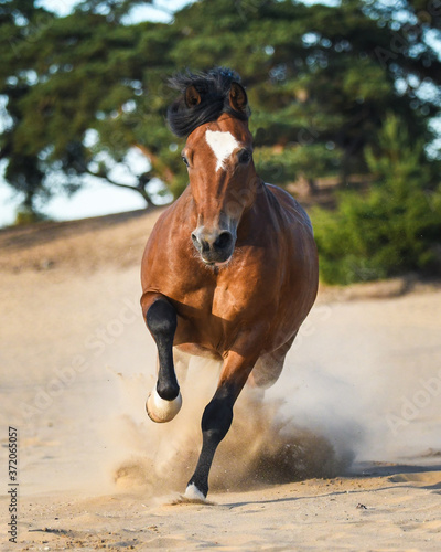 Welsh Cob pony cantering through the dunes