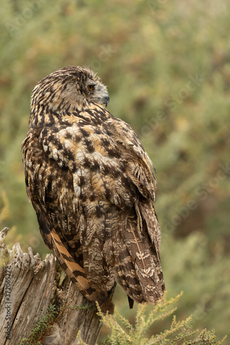 Eurasian eagle-owl sitting on a tree stump