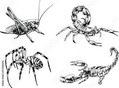 vector drawings sketches different insects bugs Scorpions spiders drawn in ink by hand , objects with no background