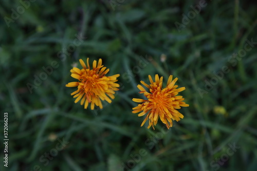 Wallpaper Mural Werfenweng in Salzburgerland Torontodigital.ca