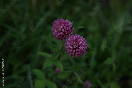 Wallpaper Mural Werfenweng in Salzburgerland Torontodigital.ca