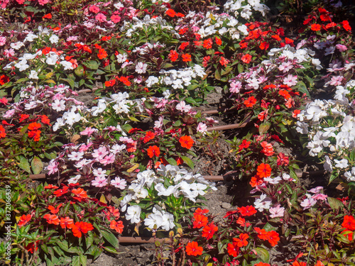 flowers in a park in Cadiz, Andalusia. Spain. Europe
