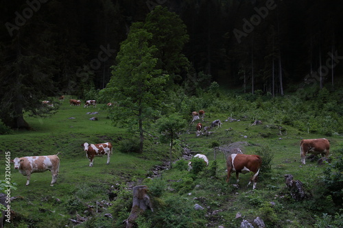 Wallpaper Mural Werfenweng in Salzburgerland Torontodigital.ca