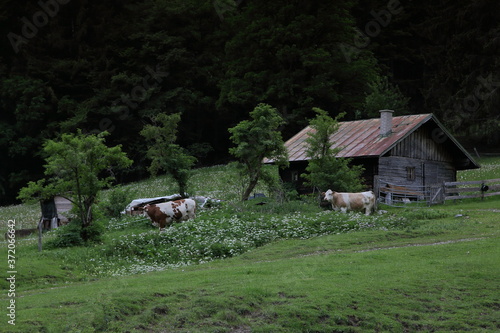 Wallpaper Mural Werfenweng in Salzburgerland Torontodigital.ca