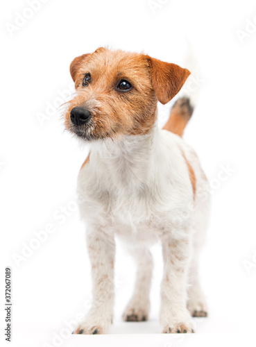 dog jack russell terrier stands on a white background