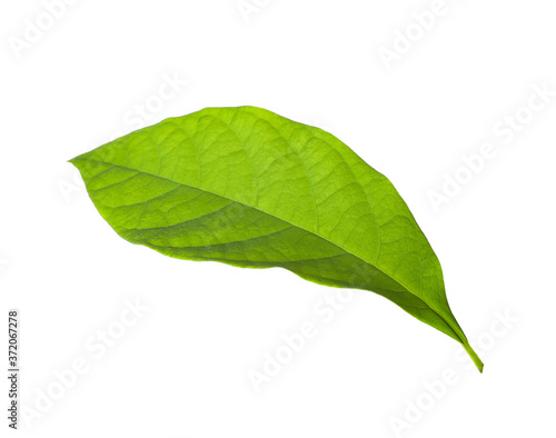 Fresh green avocado leaf isolated on white