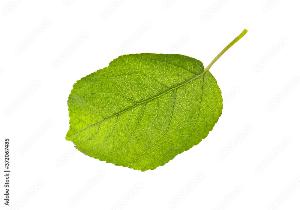 Fototapeta premium Green leaf of apple tree isolated on white