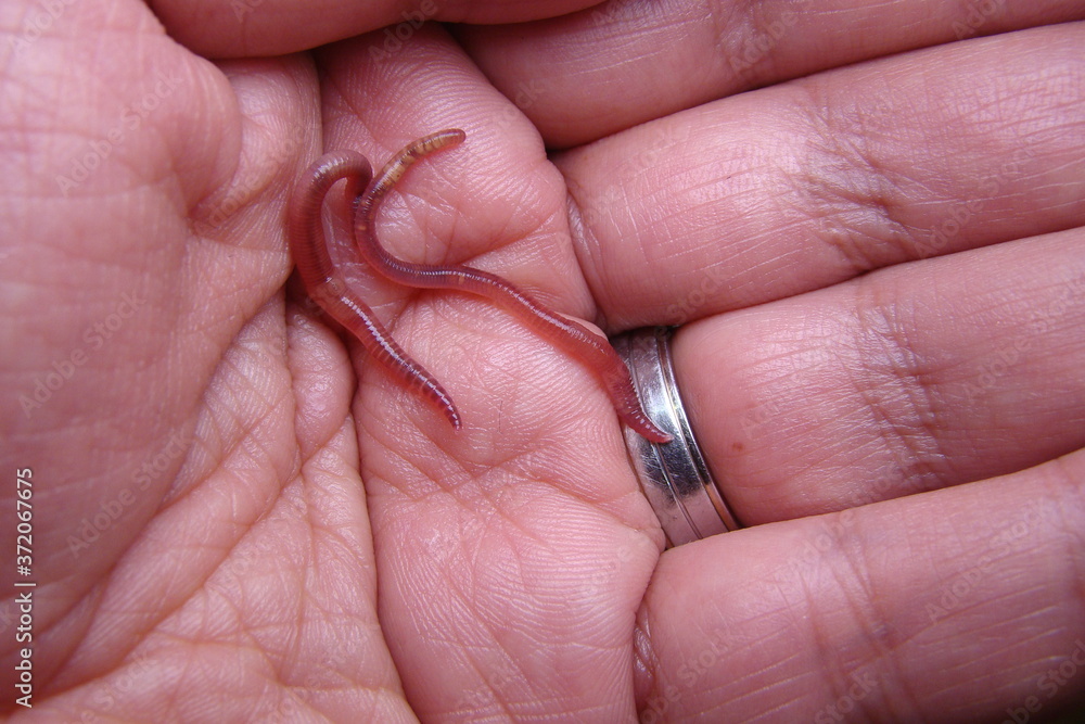 earthworm, reddish-gray-colored common earthworm or night crawler on  farmer hand,Their digestive processes turn organic matter into  soil,earthworm and healthier soil that suitable for planting. farm Photos