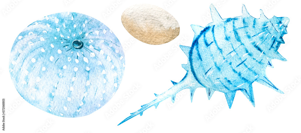 Two hand drawn watercolor seashells isolated on white background ...