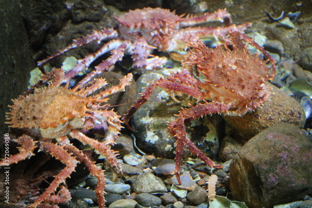 Nordic stone crabs