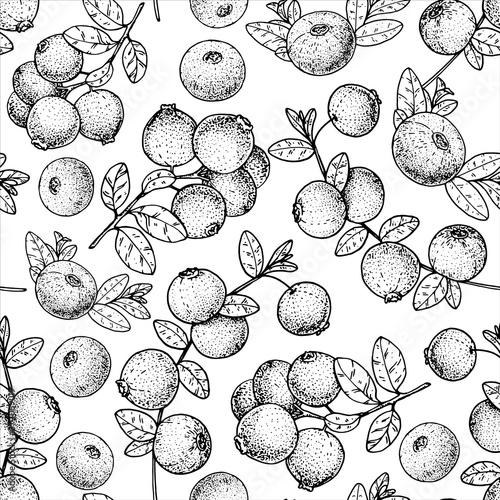 Seamless pattern with cranberry. Hand drawn sketch. Black and white style illustration. Vector illustration. Cranberries background.