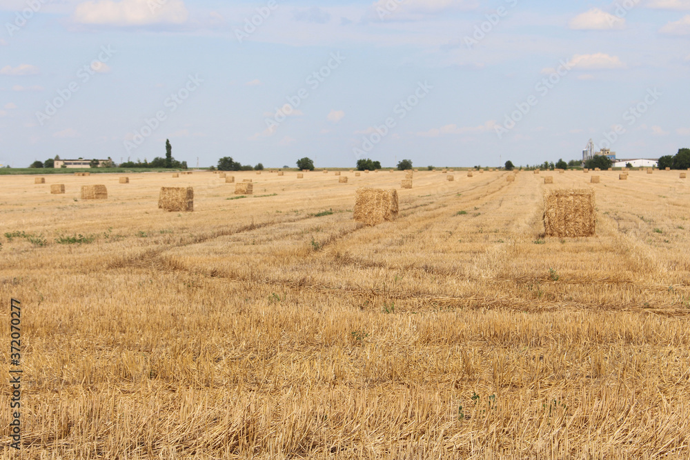Fototapeta premium Haystacks in a harvested wheat field