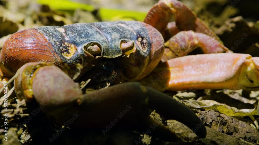 Close-up of crab on forest floor on Aogashima Close-up of crab on forest floor on Aogashima
