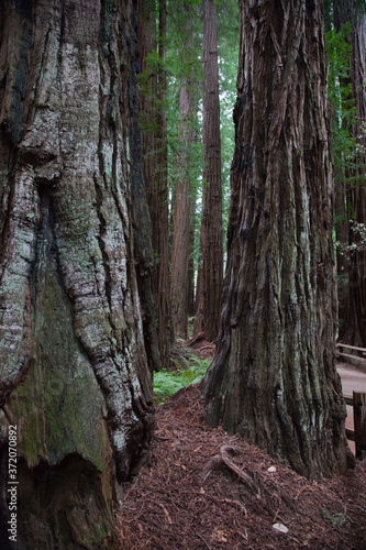 California Coastal Redwood trees