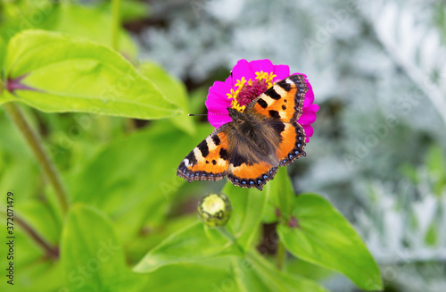 Butterfly on a Flower garden.