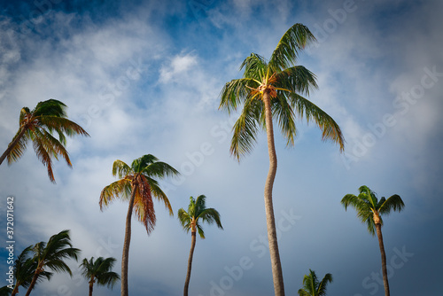 Coconut palm trees perspective view high up. Coconut on Tree over sea sky. Punta Cana  Dominican Republic