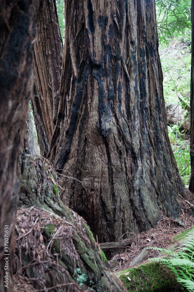 California Coastal Redwood trees California Coastal Redwood trees