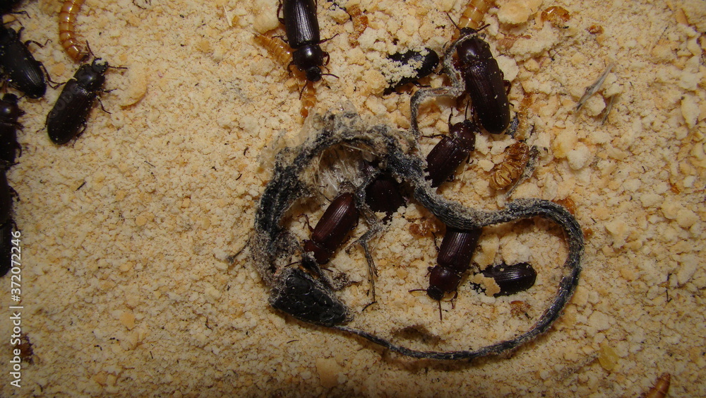 mealworm ; life cycle of a mealworm (Larva and Adult) Meal worms eating