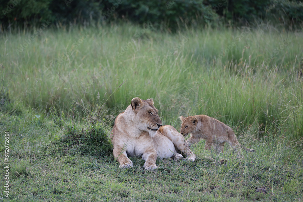Lion looking after baby cubs in east Africa bushland Lion looking after baby cubs in east Africa bushland