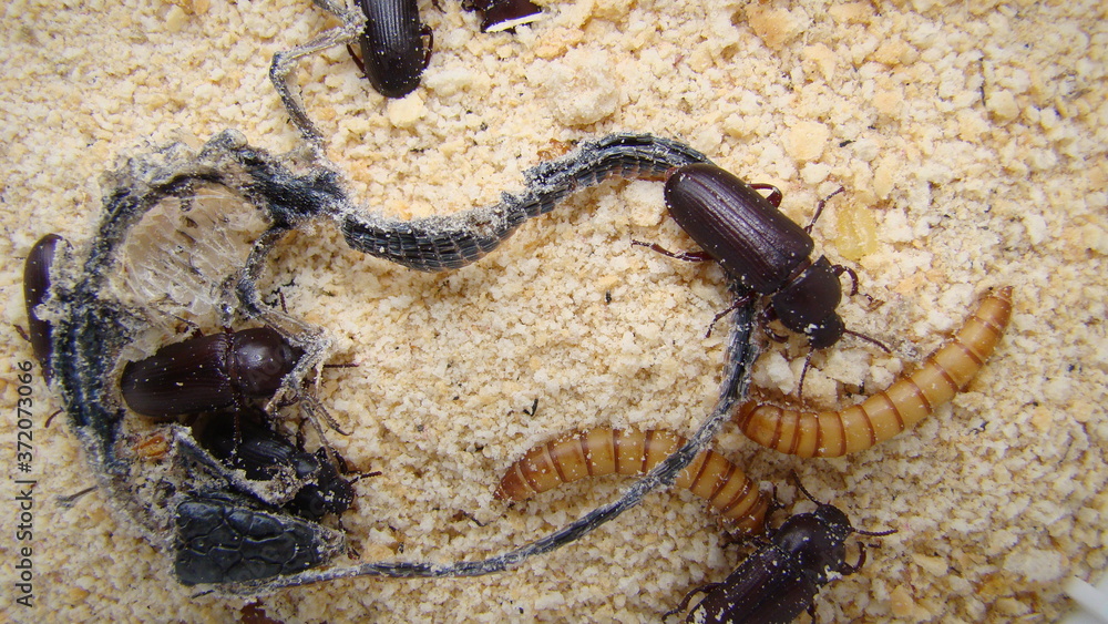 Naklejka mealworms (Larvae and Adult) Insects meal worms eating