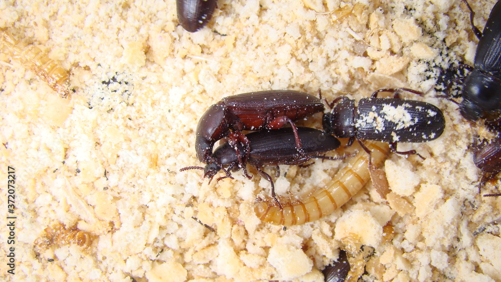 Mealworms mating , mating insect mating animal superworm Stages
