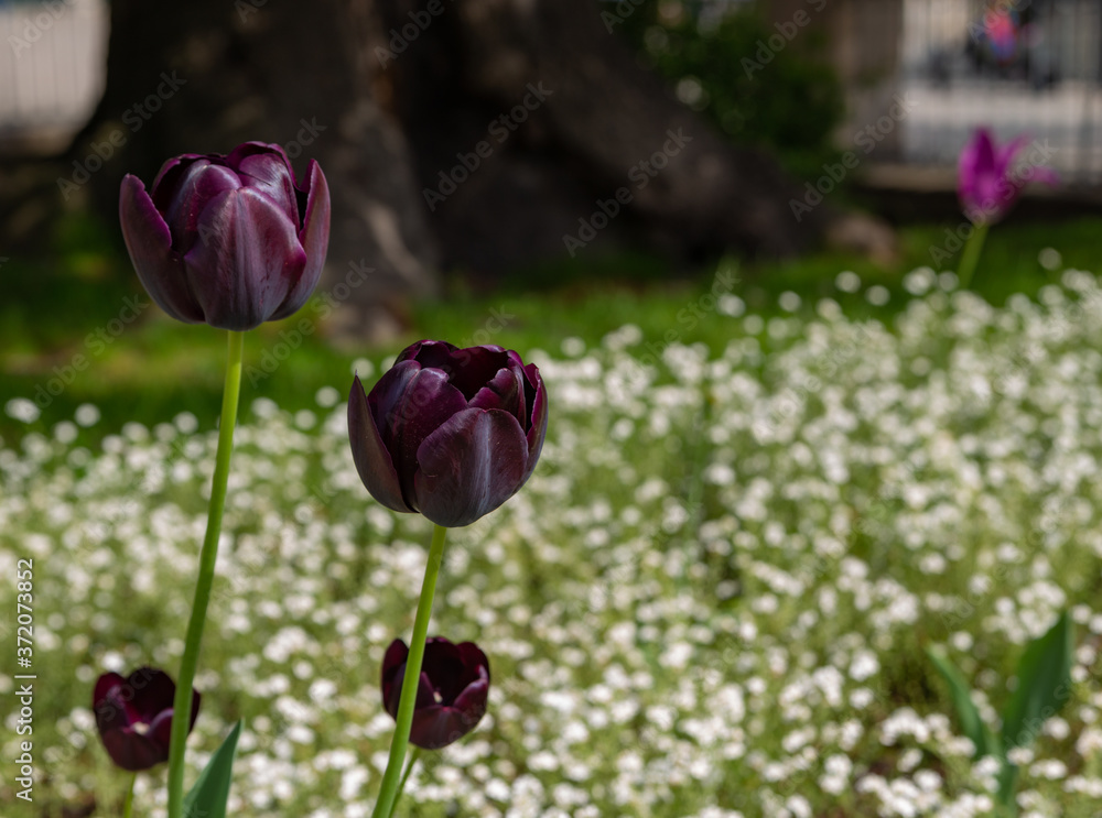 purple tulips on a background of white flowers purple tulips on a background of white flowers