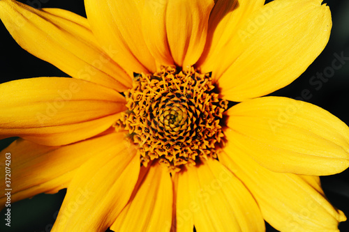 Flower yellow Chrysanthemum on dark background. Flower bud close up. Element of design