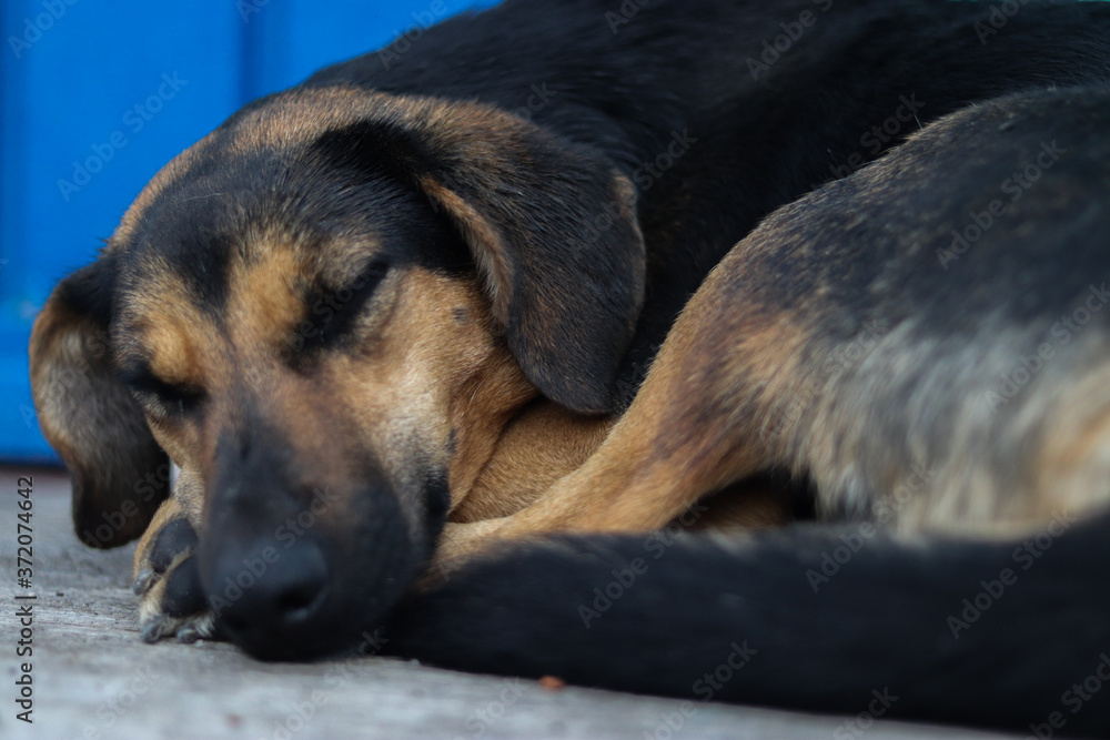 A black dog with coffee lying on the floor while sleeping