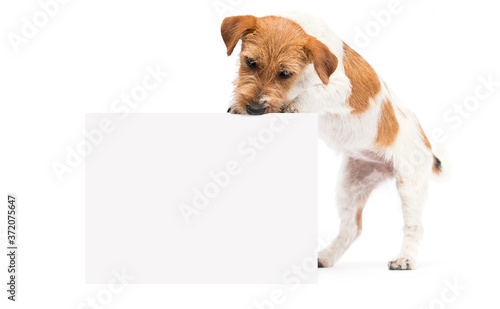 dogs jack russell terrier peeking out of the banner © Happy monkey
