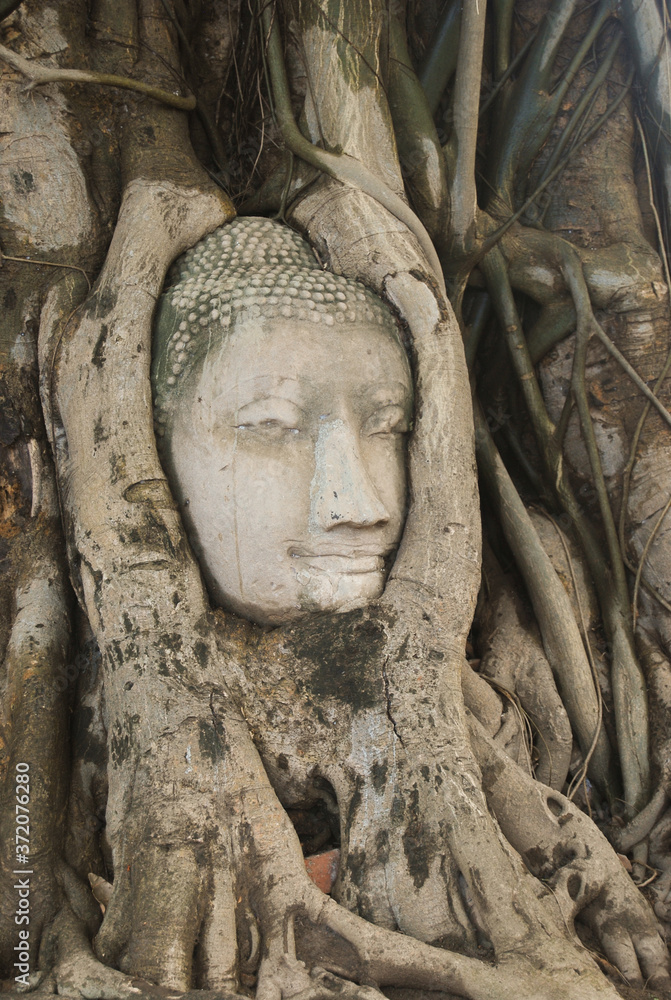 Buddha head in tree roots in Ayutthaya historical park, UNESCO world heritage site located 50 miles (80 km) from Bangkok. Thailand .Wat Mahathat temple.