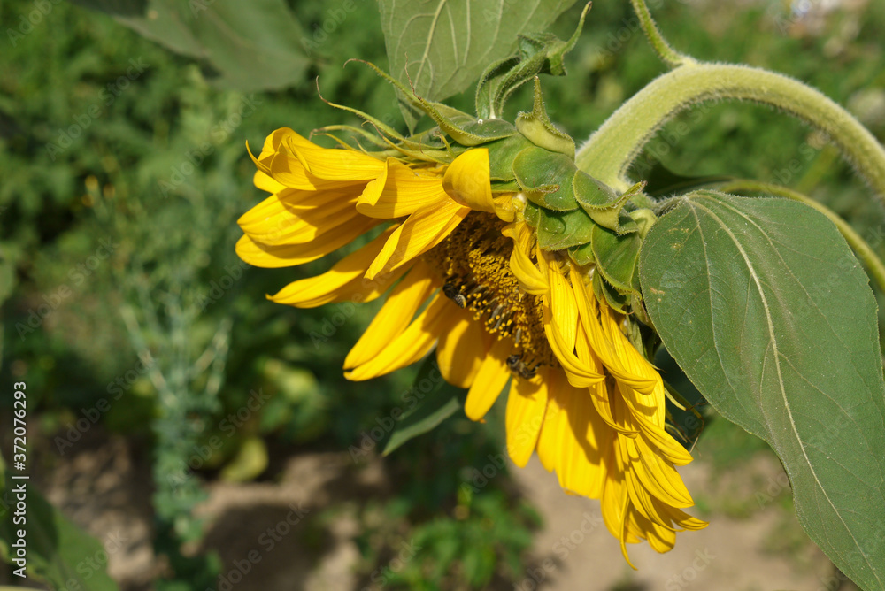 sunflower plant in the garden, sunflower plant with yellow flowers, sunflower plant in the garden, sunflower plant with yellow flowers,