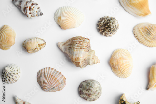 Different beautiful sea shells on white background, top view