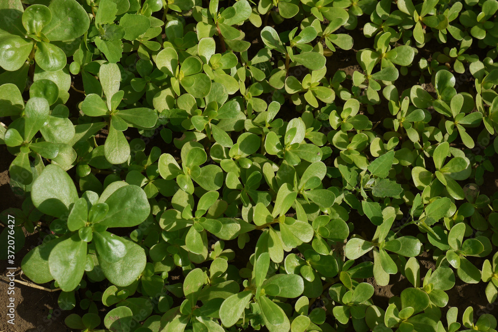 purslane garden, large amount of cultivated purslane, medicinal herb purslane, omega 3 and purslane, purslane garden, large amount of cultivated purslane, medicinal herb purslane, omega 3 and purslane,
