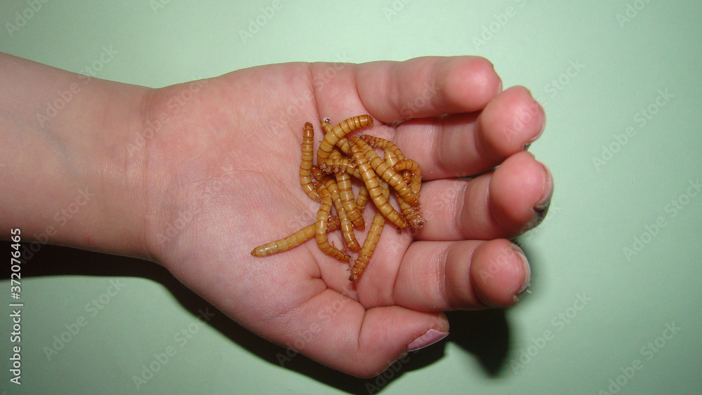a little girl holding insects the life cycle of a mealworm, mealworms, meal worm, meal worms. Stages of the superworm, superworms, super worm, super worms. calose up of larvae, larva on the hand. bug.
